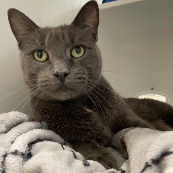 Brutus -  Domestic Short Hair Cat for Adoption in Swanzey, New Hampshire - Brutus | PetCurious