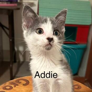 ADDIE -  Domestic Short Hair Cat for Adoption in Gresham, Wisconsin - ADDIE | PetCurious
