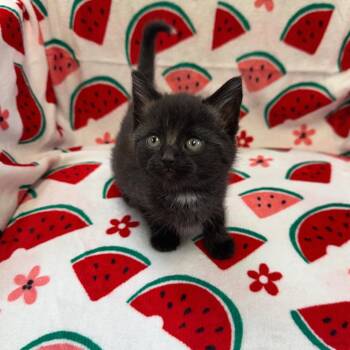 Thin Mint -  Domestic Short Hair Cat for Adoption in Kittanning, Pennsylvania - Thin Mint | PetCurious