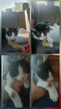 Rescue American Shorthair Cats for Adoption in Lonsdale, Arkansas - Igor | PetCurious