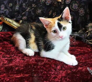 Rescue Calico Cats for Adoption in Franklin, Tennessee - KITTEN CALICO CARMAN | PetCurious