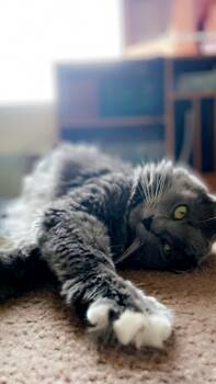 Rescue Russian Blue and Domestic Long Hair Cats for Adoption in Lucas, Texas - Primrose | PetCurious