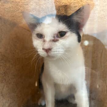 Rescue Domestic Short Hair Cats for Adoption in Carlyle, Illinois - ACON-Stray-11399 | PetCurious