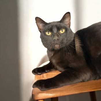 Domestic Short Hair Cats Available for Adoption - Crinkles 55819 | PetCurious