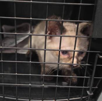 Everlee -  Domestic Short Hair Cat for Adoption in Burnsville, North Carolina - Everlee | PetCurious