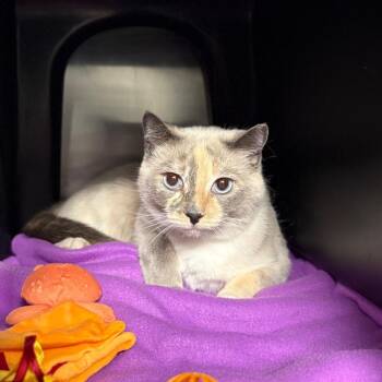 Lyric -  Domestic Short Hair Cat for Adoption in Spokane, Washington - Lyric | PetCurious