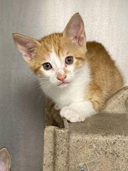 Domestic Short Hair Cats Available for Adoption in Daytona Beach, Florida - Daytona | PetCurious