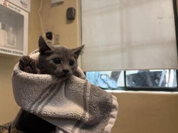 Rescue Domestic Short Hair Cats for Adoption in Pasadena, California - A525241 | PetCurious