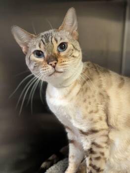 Bengal Cats Available for Adoption in Chambersburg, Pennsylvania - Purrsia | PetCurious