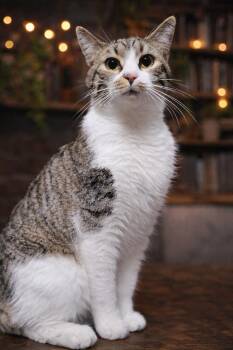 Domestic Short Hair Cats Available for Adoption in Akron, Ohio - Mr. Purr | PetCurious