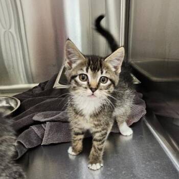 Domestic Short Hair Cats Available for Adoption in Schenectady, New York - Doohickey | PetCurious