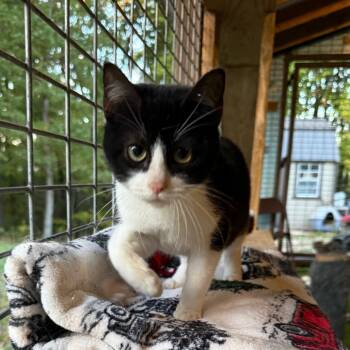 Rescue Domestic Short Hair Cats for Adoption in Garfield, Arkansas - Hunter | PetCurious