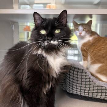 Boots & Ginger -  Domestic Long Hair Cat Available for Adoption in West Milford, New Jersey - Boots & Ginger | PetCurious