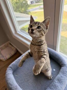 Sir Purr -  Domestic Short Hair and Tabby Cat for Adoption in Greensboro, North Carolina - Sir Purr | PetCurious
