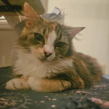 Momma Bear -  Domestic Long Hair Cat for Adoption in Myrtle Beach, South Carolina - Momma Bear | PetCurious