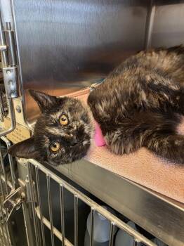 Domestic Short Hair Cats Available for Adoption - Mousie | PetCurious