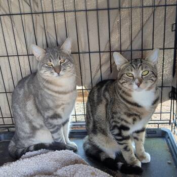 Spot & HG (Bonded Pair) ---Community Courtesy Post--- -  Domestic Short Hair Cat for Adoption in San Tan Valley, Arizona - Spot & HG (Bonded Pair) ---Community Courtesy Post--- | PetCurious