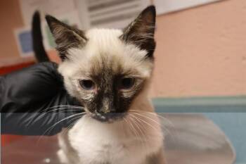 PEYTON -  Domestic Short Hair Cat for Adoption in Columbia, South Carolina - PEYTON | PetCurious