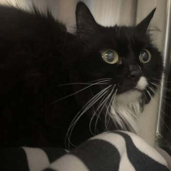 Domestic Long Hair Cats Available for Adoption - Sophie | PetCurious
