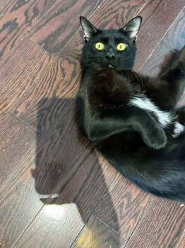 Mason -  American Shorthair Cat Available for Adoption in New York, New York - Mason | PetCurious