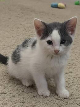 Skye -  Domestic Medium Hair Cat for Adoption in Garden City, Michigan - Skye | PetCurious