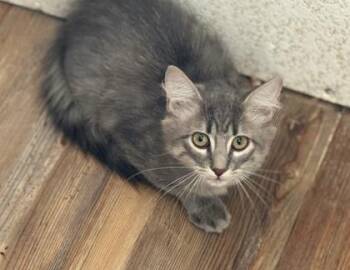 Dusty, WORKING CAT, Bonded Trio -  Domestic Medium Hair and Domestic Short Hair Cat for Adoption in Mckinney, Texas - Dusty, WORKING CAT, Bonded Trio | PetCurious