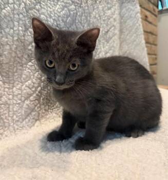 CAPTAIN -  Domestic Short Hair Cat for Adoption in Canfield, Ohio - CAPTAIN | PetCurious
