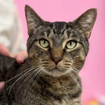 Rescue Domestic Short Hair Cats for Adoption in Norwalk, Connecticut - Buck | PetCurious