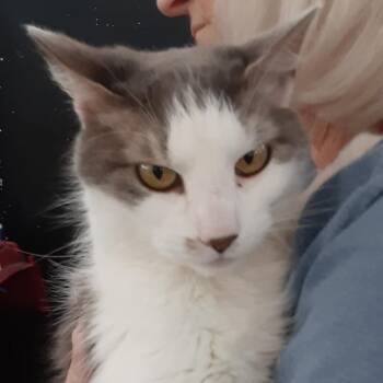 Rescue Domestic Short Hair Cats for Adoption in Myrtle Beach, South Carolina - Belles - 15 Yo Senior | PetCurious