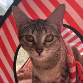 Rescue Domestic Short Hair Cats for Adoption in Austin, Texas - Nike NN | PetCurious