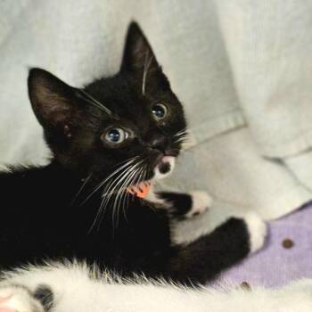 Sinclair -  Domestic Short Hair Cat for Adoption in Oakland, California - Sinclair | PetCurious