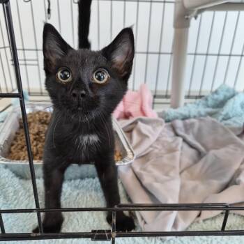 Pan -  Domestic Short Hair Cat for Adoption in Bentonville, Arkansas - Pan | PetCurious