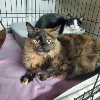 Lucy -  Domestic Short Hair Cat for Adoption in Stephenville, Texas - Lucy | PetCurious