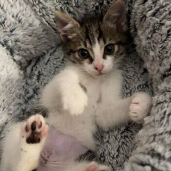 Jolene -  Domestic Short Hair Cat for Adoption in Tampa, Florida - Jolene | PetCurious