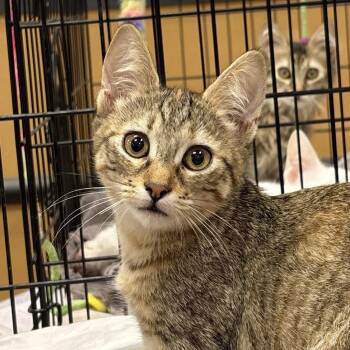 Eden -  Domestic Short Hair Cat for Adoption in Sonora, California - Eden | PetCurious
