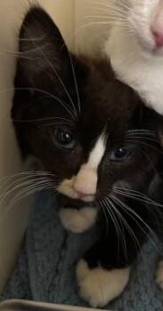 Der Spinnen -  Domestic Medium Hair and Domestic Short Hair Cat for Adoption in Cincinnati, Ohio - Der Spinnen | PetCurious
