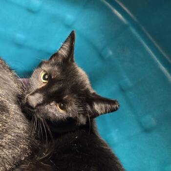 Misfit -  Domestic Short Hair Cat for Adoption in Lake Panasoffkee, Florida - Misfit | PetCurious