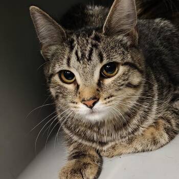Beyonce -  Domestic Short Hair Cat for Adoption in Allentown, Pennsylvania - Beyonce | PetCurious
