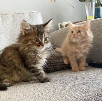 Maine Coon and Main Coon Cats Available for Sale - Bob And Luna  | PetCurious