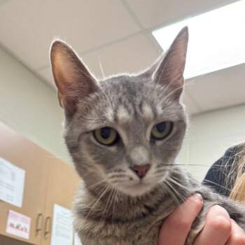 Domestic Short Hair Cats Available for Adoption in Bristol, Indiana - Prue | PetCurious