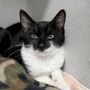 Pennywise -  Domestic Short Hair Cat for Adoption in Atlanta, Georgia - Pennywise | PetCurious