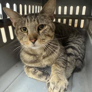 Romeo -  Domestic Short Hair Cat for Adoption in Madisonville, Kentucky - Romeo | PetCurious