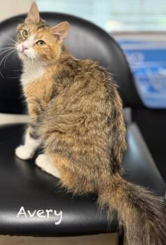 Domestic Medium Hair Cats Available for Adoption in Pawleys Island, South Carolina - Avery | PetCurious