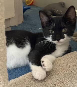 Pringle -  Domestic Short Hair Cat for Adoption in Garden City, Michigan - Pringle | PetCurious