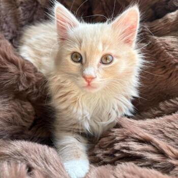Peach Purse -  Domestic Long Hair Cat for Adoption in Eagle Mountain, Utah - Peach Purse | PetCurious