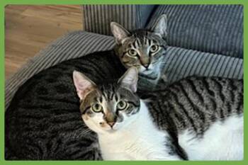 Olive and Pumpkin -  Domestic Short Hair Cat for Adoption in Amherst, Massachusetts - Olive And Pumpkin | PetCurious