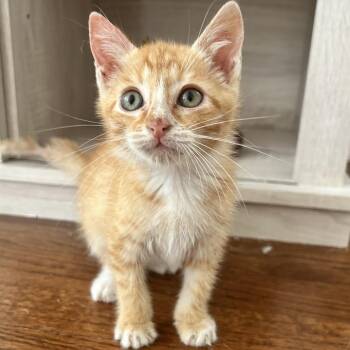 Johnny Cash -  American Shorthair Cat for Adoption in Lilburn, Georgia - Johnny Cash | PetCurious