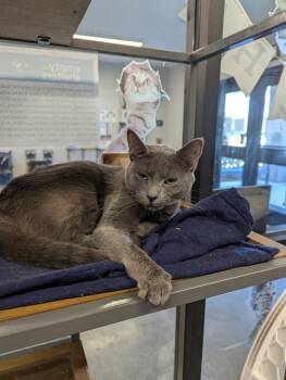 Rescue Domestic Short Hair Cats for Adoption in Brunswick, Georgia - GHOST | PetCurious