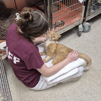 Domestic Short Hair Cats Available for Adoption in Gloucester, Virginia - Grandpa Gus | PetCurious