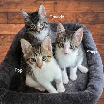 Domestic Short Hair Cats Available for Adoption in Santa Rosa, California - Snap (bonded With Pop) | PetCurious